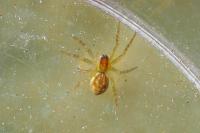 Dolomedes fimbriatus / Dolomedes plantarius