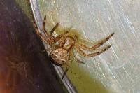 Xysticus