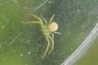 Ebrechtella tricuspidata
