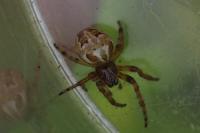 Larinioides cornutus