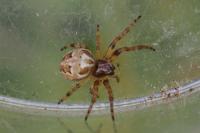 Larinioides cornutus