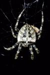 Araneus angulatus