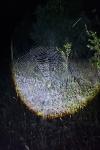 Araneus angulatus