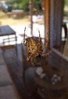 Araneus diadematus