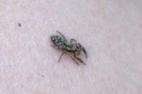 Marpissa muscosa