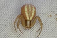 Runcinia grammica