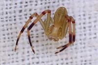 Runcinia grammica