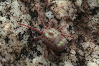 Erythraeidae