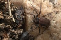 Pulchellodromus bistigma