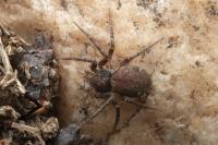 Pulchellodromus bistigma