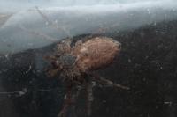 Pulchellodromus bistigma