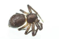 Pulchellodromus bistigma