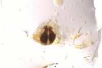 Pulchellodromus bistigma