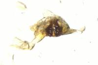 Pulchellodromus bistigma