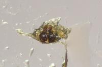 Pulchellodromus bistigma