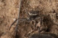 Bassaniodes bufo