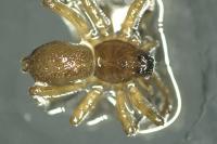 Piratula latitans