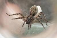 Arctosa lacustris