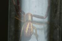 Runcinia grammica