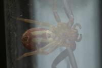 Runcinia grammica