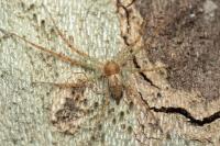 Philodromus longipalpis