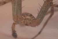 Philodromus longipalpis