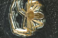 Philodromus longipalpis