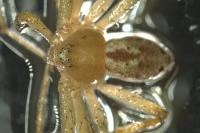 Philodromus longipalpis