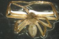 Philodromus longipalpis