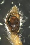 Philodromus longipalpis