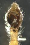 Philodromus longipalpis