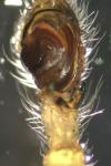 Philodromus longipalpis