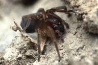 Amaurobius erberi
