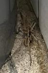 Hogna radiata