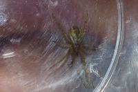 Mangora acalypha