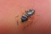Heliophanus