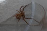 Xysticus