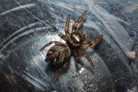 Evarcha arcuata