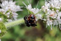 Synema globosum
