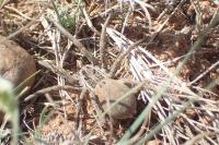 Hogna radiata