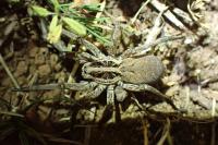 Hogna radiata