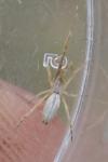 Uloborus walckenaerius