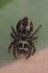 Philaeus chrysops