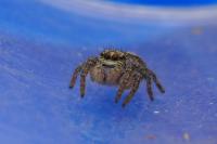 Philaeus chrysops