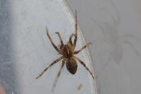 Pisaura mirabilis