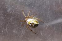 Mangora acalypha