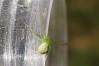 Ebrechtella tricuspidata
