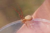 Runcinia grammica
