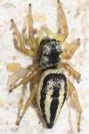 Heliophanus melinus