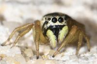 Heliophanus melinus
